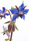 rosacea treatments - borage oil